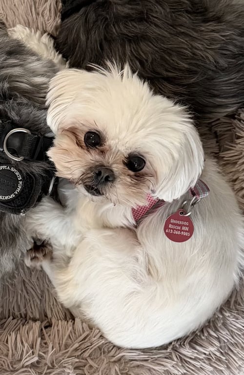 ISABEL - Maltese available for adoption