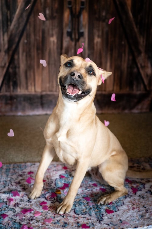RAQUEL - Belgian Shepherd Malinois / Boxer available for adoption