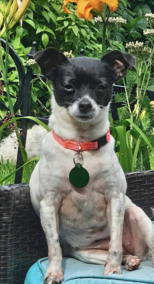 MISSY - Chihuahua available for adoption