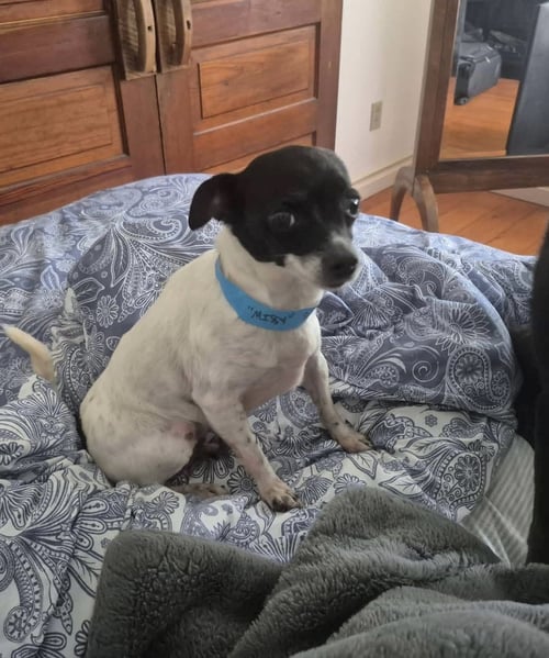 MISSY - Chihuahua available for adoption