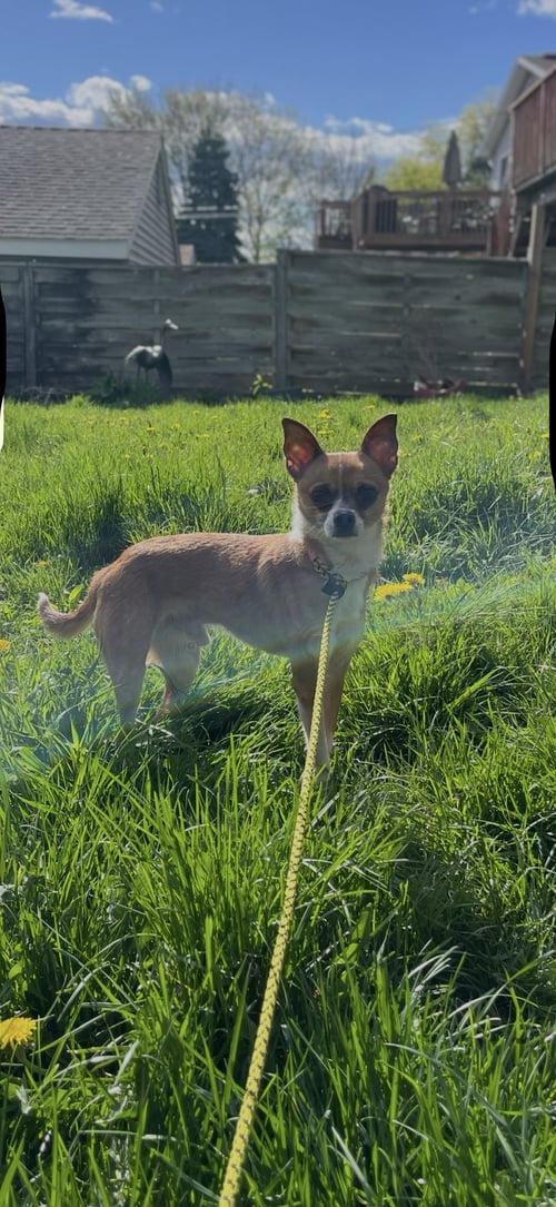STICKS - Chihuahua available for adoption