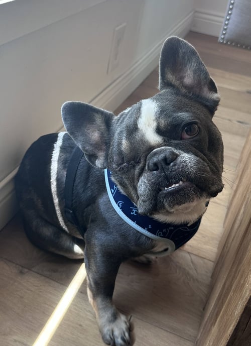 CARDI - French Bulldog available for adoption