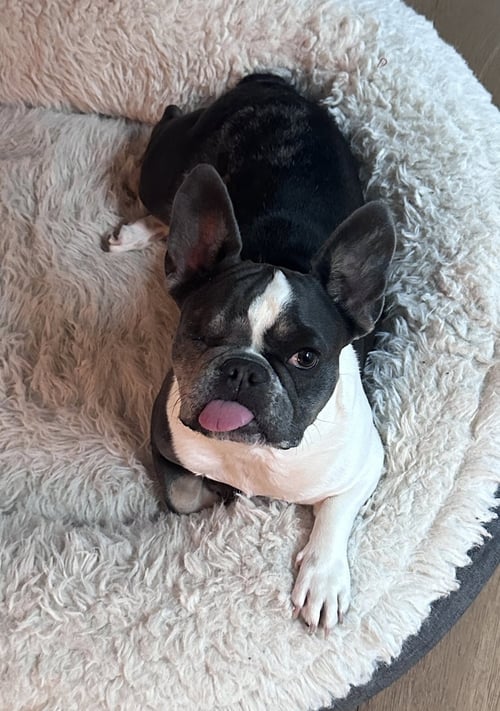 CARDI - French Bulldog available for adoption