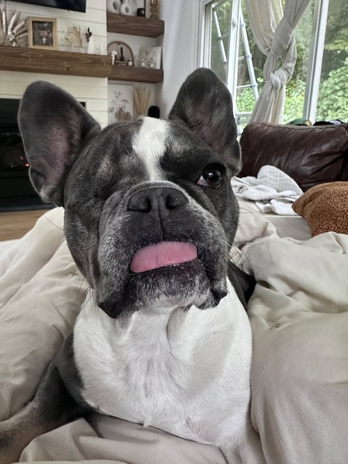 CARDI - French Bulldog available for adoption