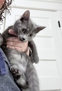Grumpy - Photo 4