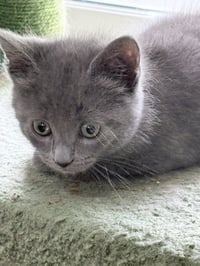 Grumpy - Photo 3