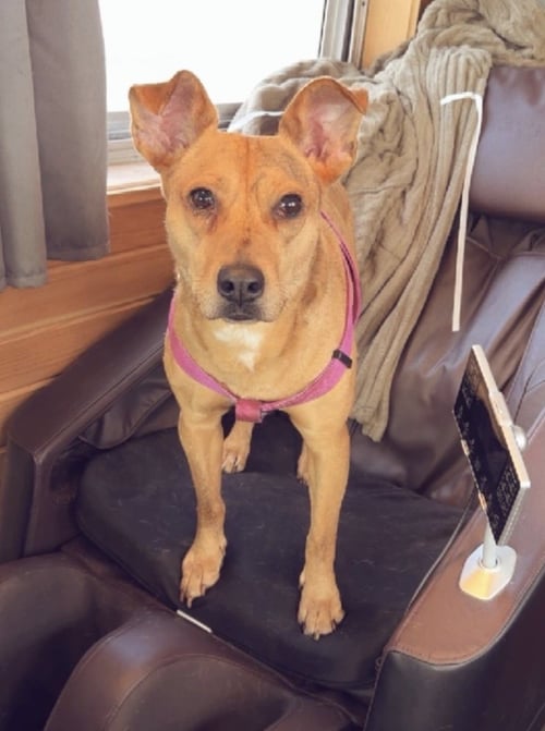 LILLIAN - Terrier available for adoption