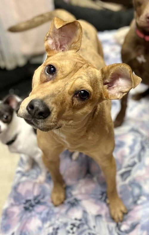 LILLIAN - Terrier available for adoption