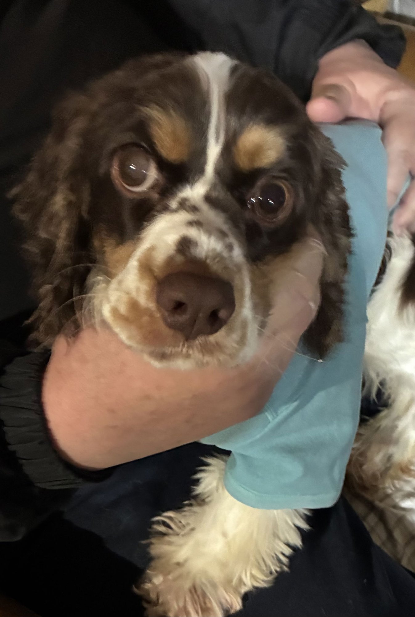 LADY - Cocker Spaniel available for adoption