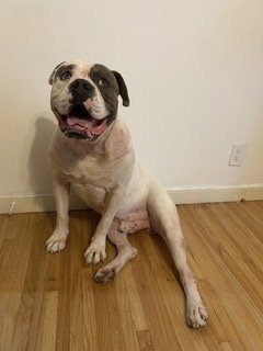 WALTER - American Bulldog available for adoption