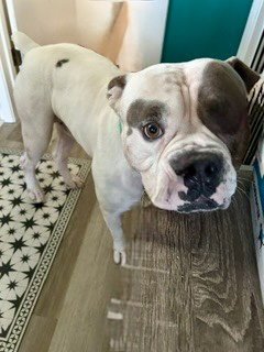 WALTER - American Bulldog available for adoption