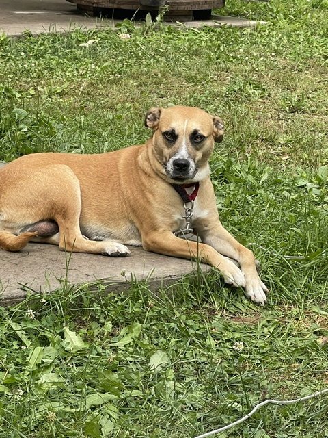 STAR - Terrier available for adoption