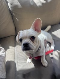 Thumper - Photo 2