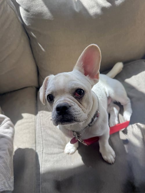 THUMPER - Pug / French Bulldog available for adoption