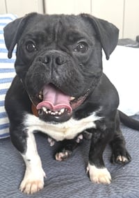 Sammie - Photo 1
