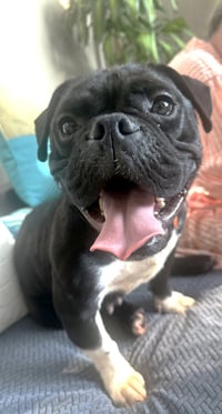Sammie - Photo 4