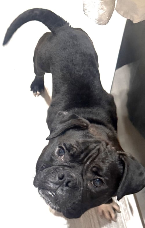 SAMMIE - Bulldog available for adoption