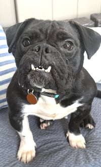 Sammie - Photo 3