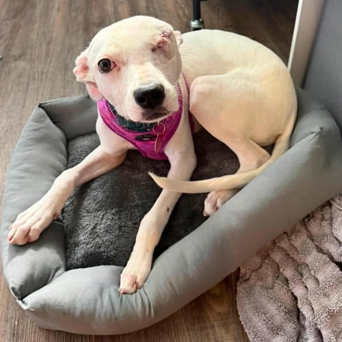 SNOW - Collie / Pit Bull Terrier available for adoption