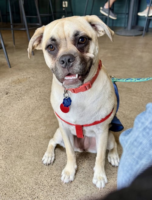 PUGGLES - Pug / Beagle available for adoption