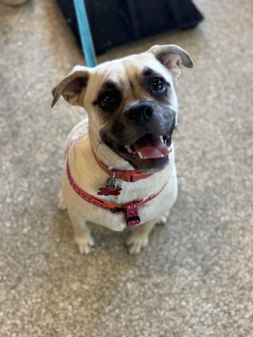 PUGGLES - Pug / Beagle available for adoption