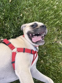Puggles - Photo 3