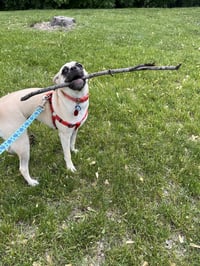 Puggles - Photo 4