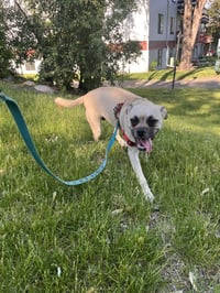Puggles - Photo 5