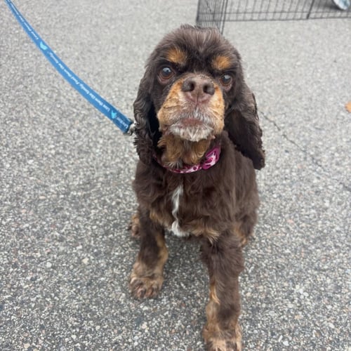 AMELIA - Cocker Spaniel available for adoption