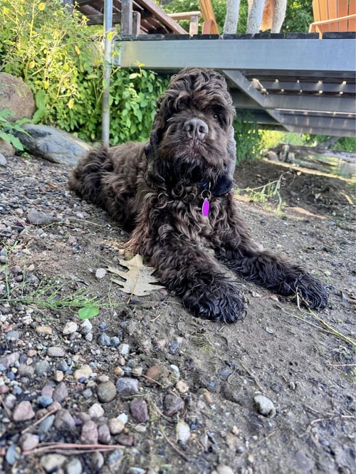 QUIGGLEY - Cocker Spaniel available for adoption