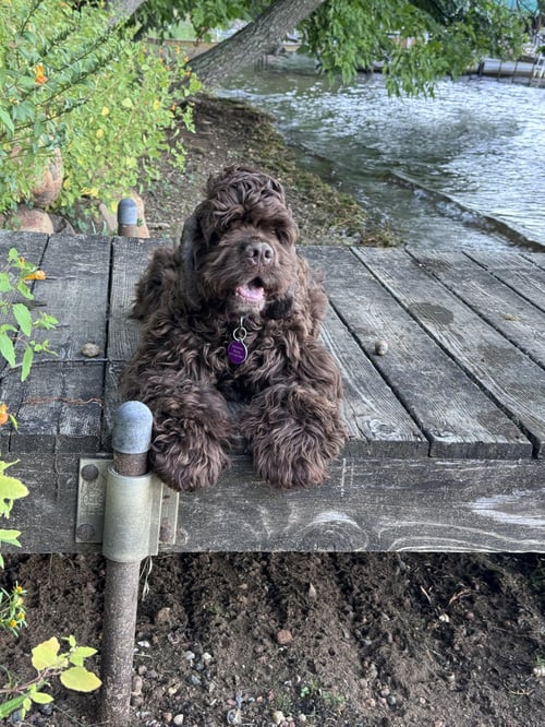 QUIGGLEY - Cocker Spaniel available for adoption