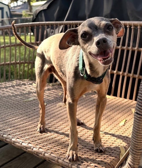 GERALD FREDERICK - Chihuahua available for adoption