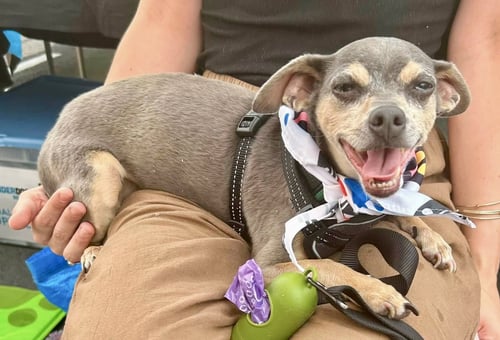 GERALD FREDERICK - Chihuahua available for adoption