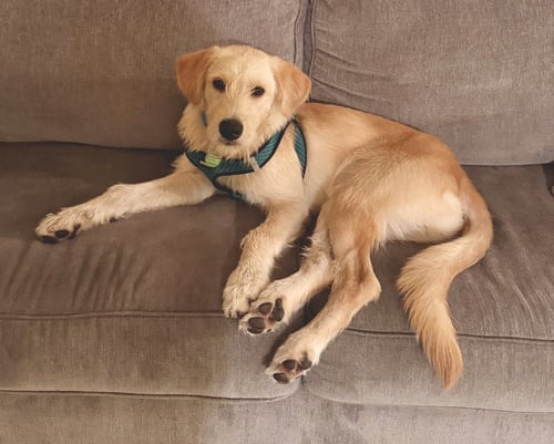 FRED - Labrador Retriever / Poodle (Standard) available for adoption