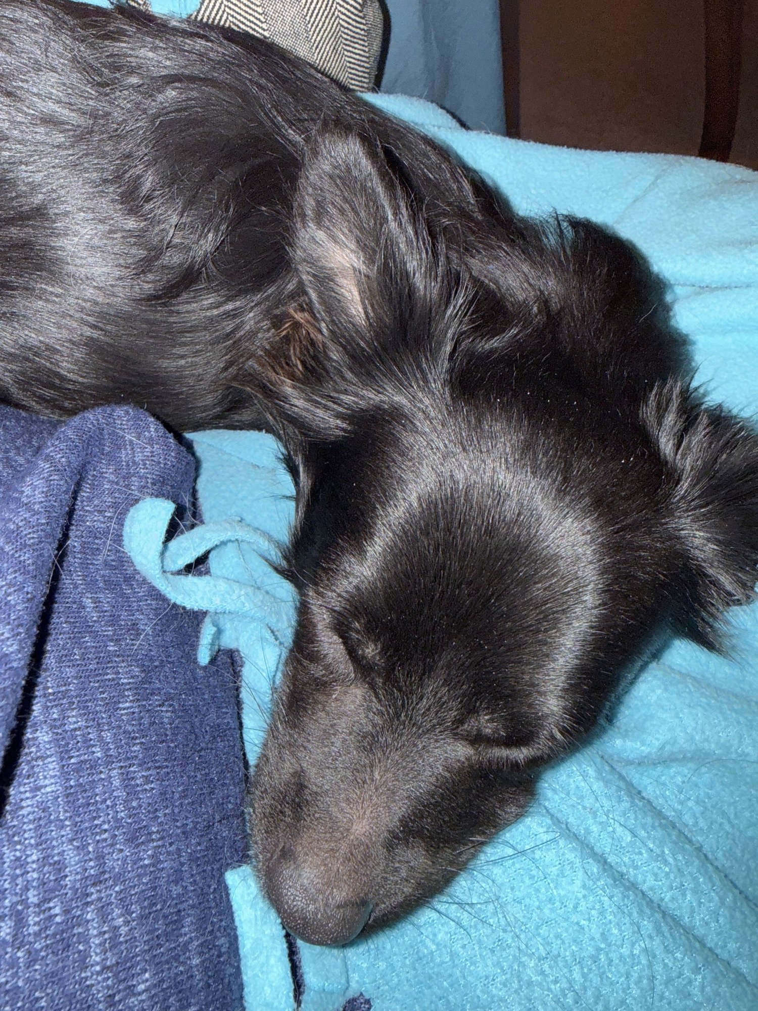 WALLY - Chihuahua available for adoption