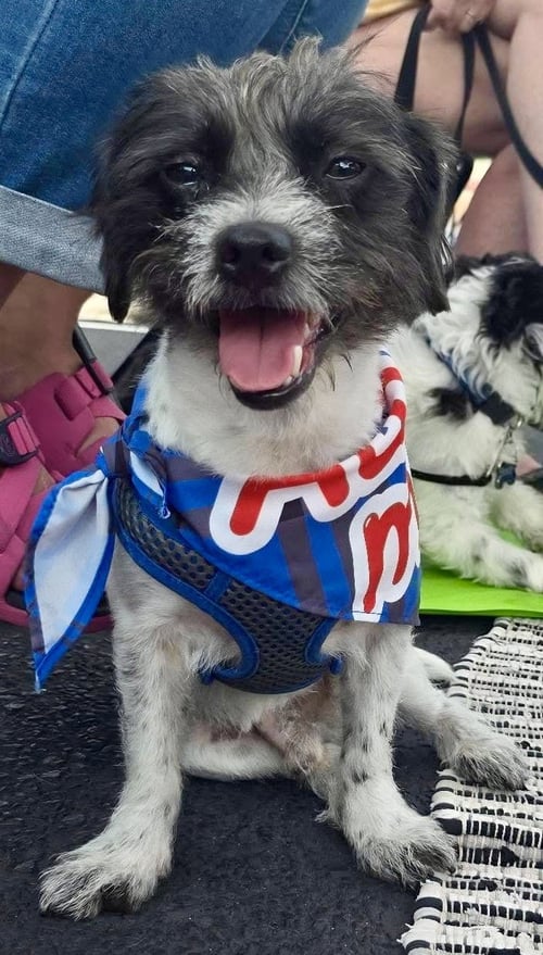 DALE - Maltese / Poodle (unknown type) available for adoption