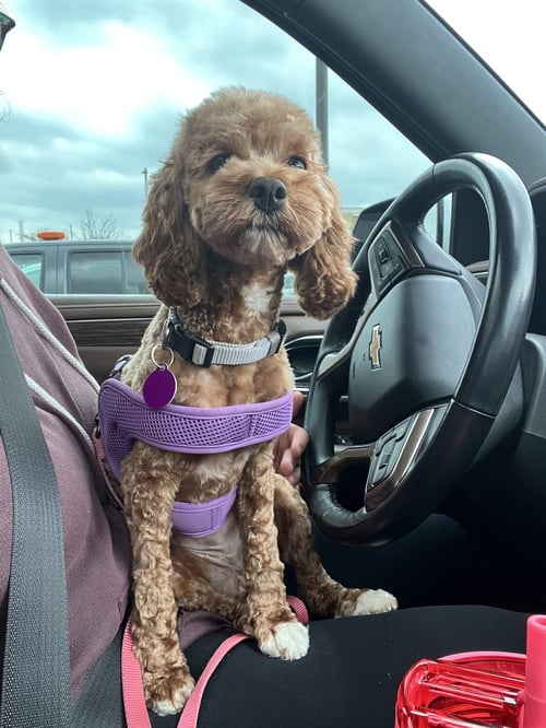 NALA - Cockapoo available for adoption