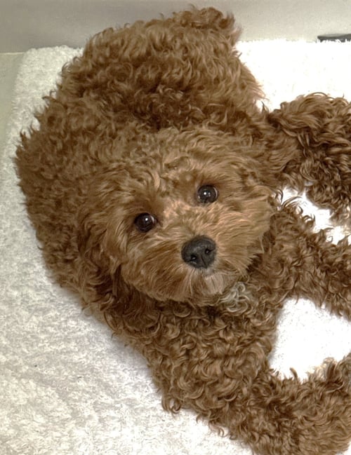 NALA - Cockapoo available for adoption