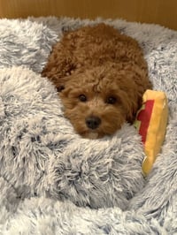 Nala - Photo 3
