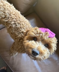 Nala - Photo 5