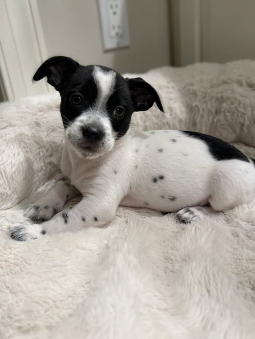 SQUIRT - Chihuahua available for adoption
