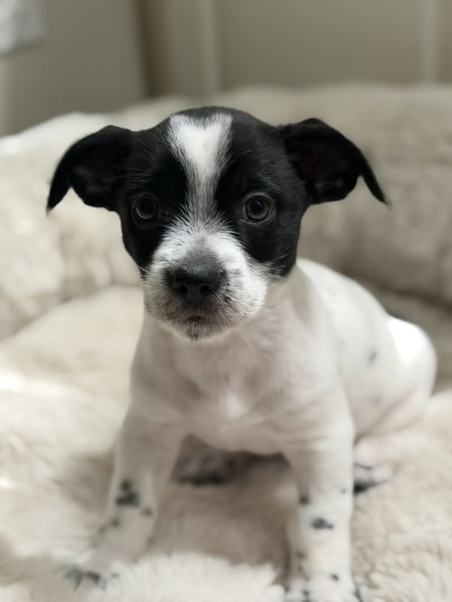 SQUIRT - Chihuahua available for adoption