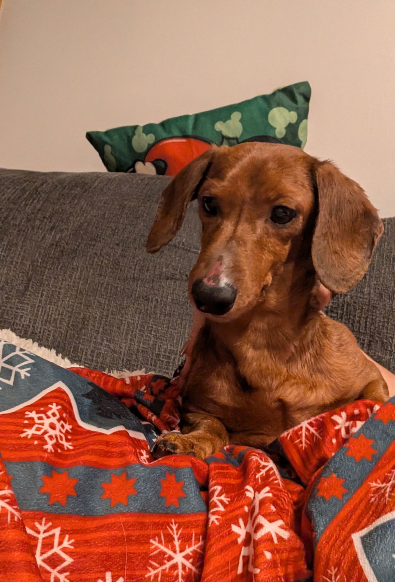 COZY - Dachshund available for adoption