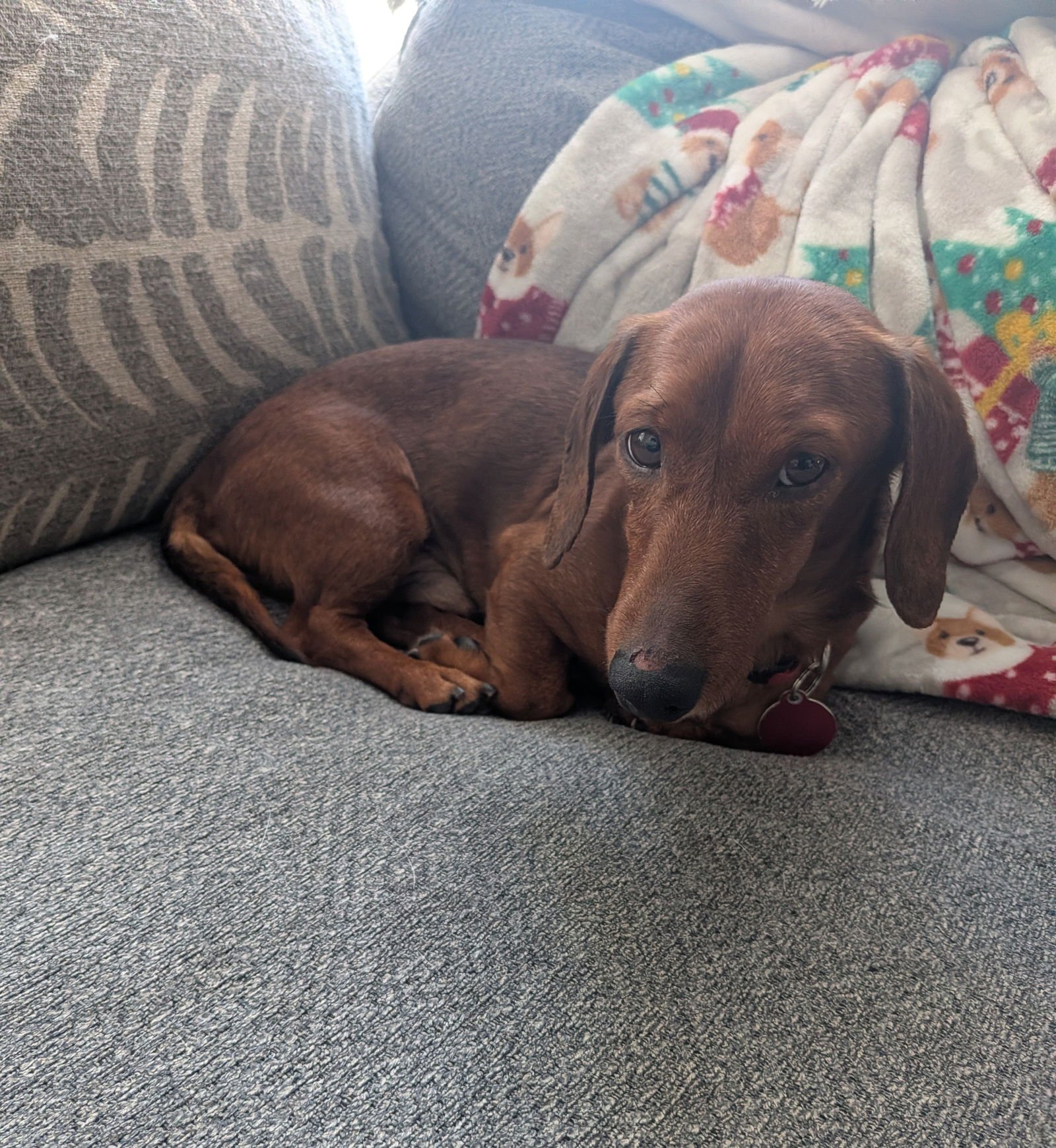 COZY - Dachshund available for adoption
