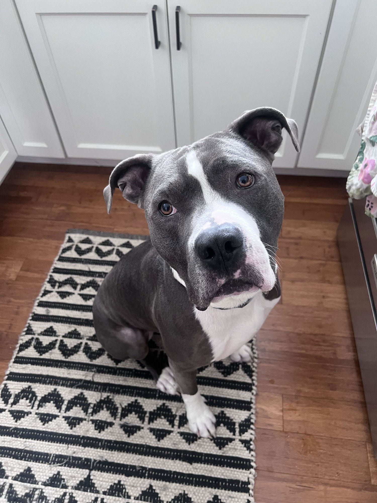 RENJI - Bulldog / Bull Terrier available for adoption