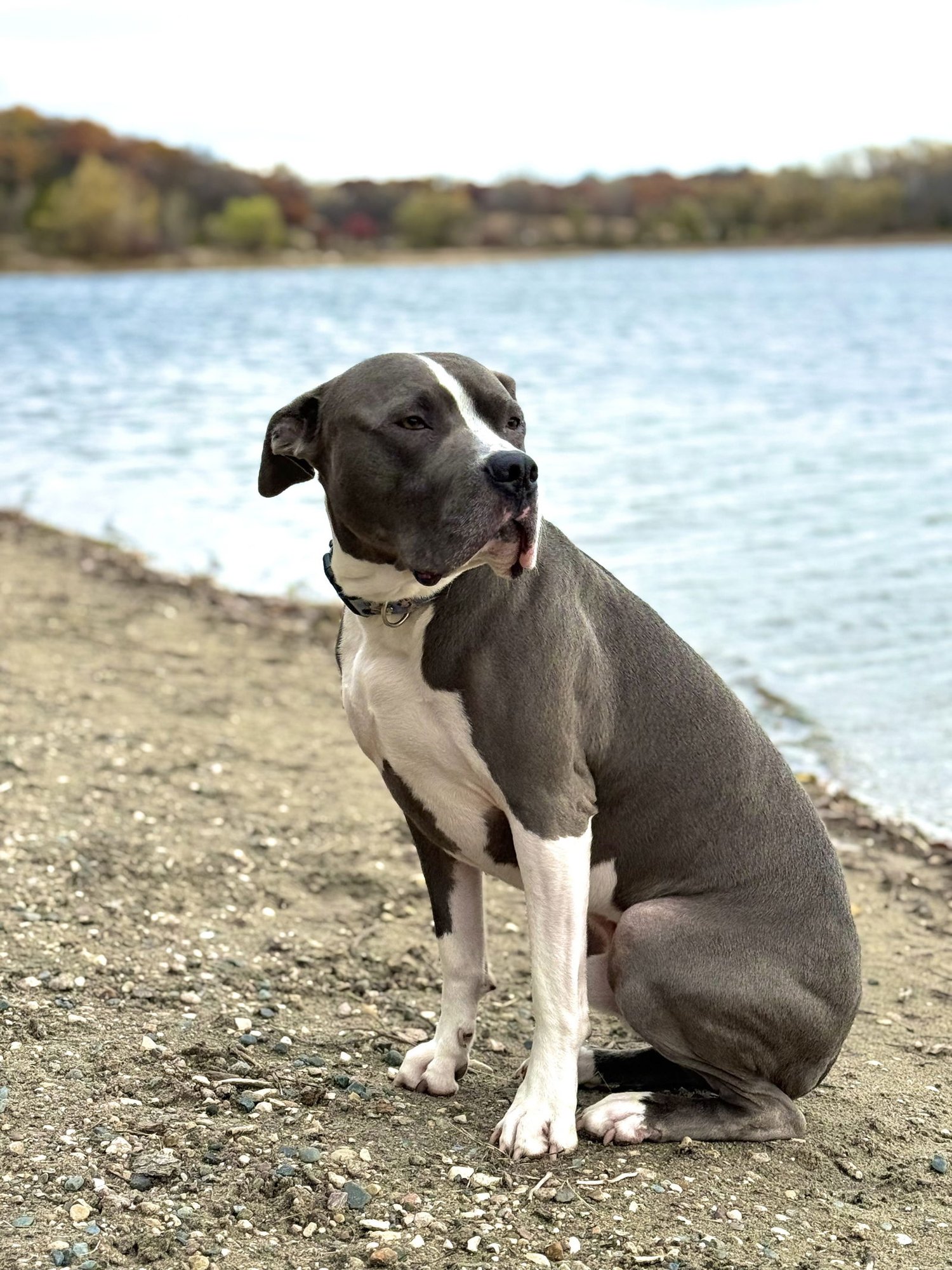 RENJI - Bulldog / Bull Terrier available for adoption