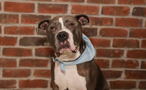 RENJI - American Bulldog available for adoption