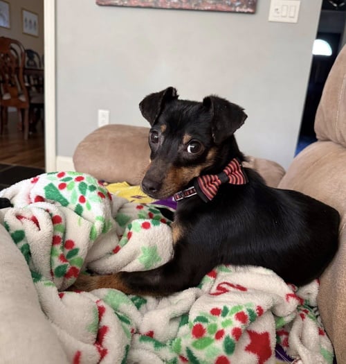 JULIA - Chihuahua / Dachshund available for adoption