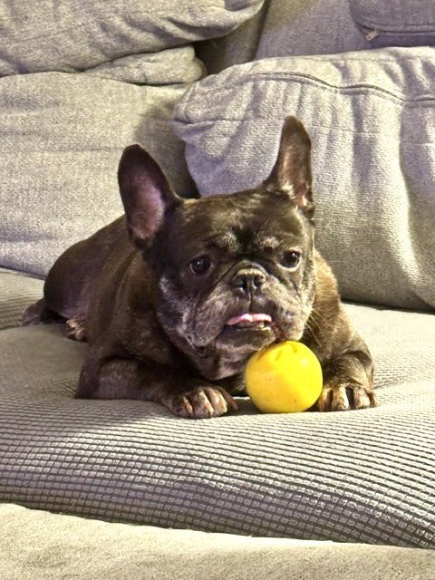 ZOLITA - French Bulldog available for adoption