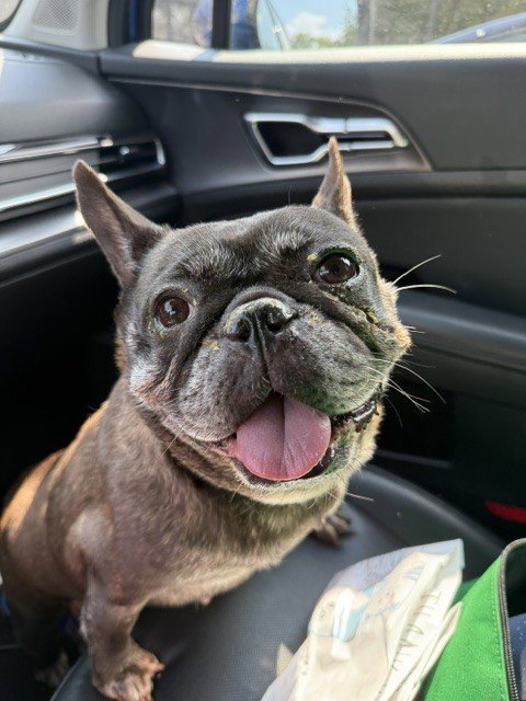 ZOLITA - French Bulldog available for adoption